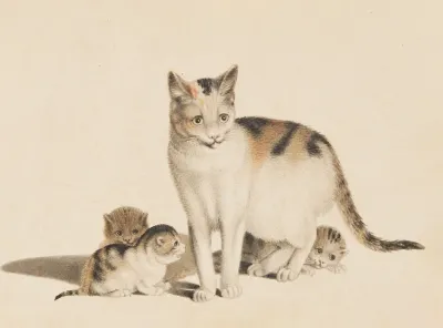 Mutterkatze Und Drei Junge