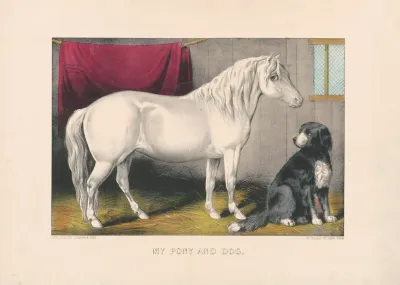 My Pony And Dog