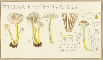 Mycena Epipterygia