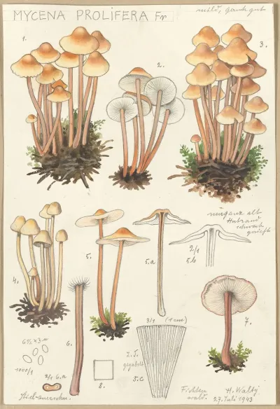 Mycena Prolifera