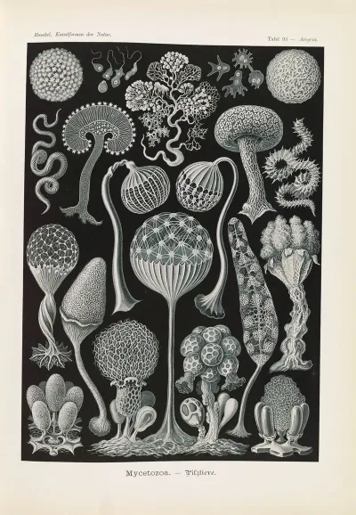 Mycetozoa Pilztiere
