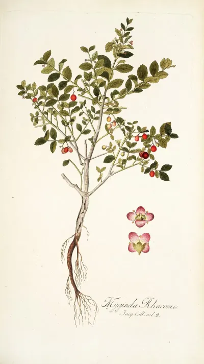 Myginda Rhacoma