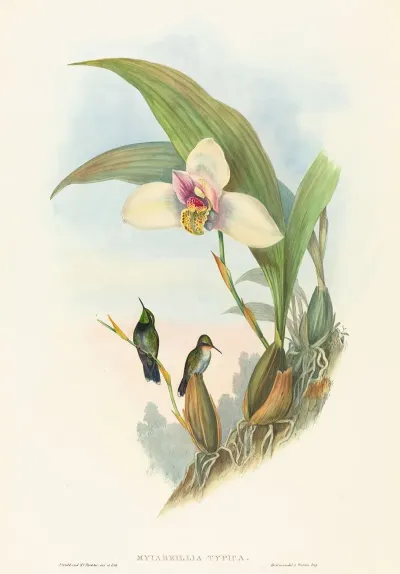 Myiabeillia Typica Abeilles Hummingbird