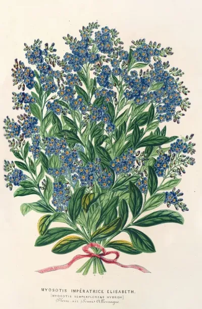 Myosotis Imperatrice Elisabeth Semperllorens