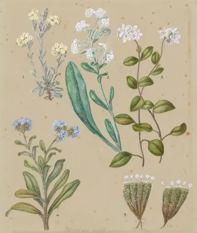 Myosotis Species 5 Forget Me Not
