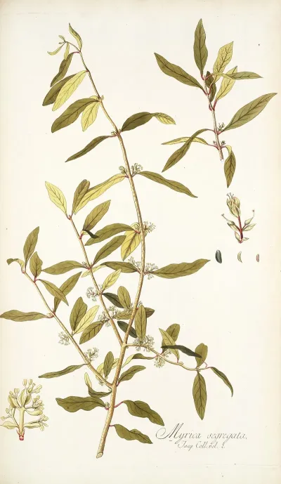 Myrica Segregata