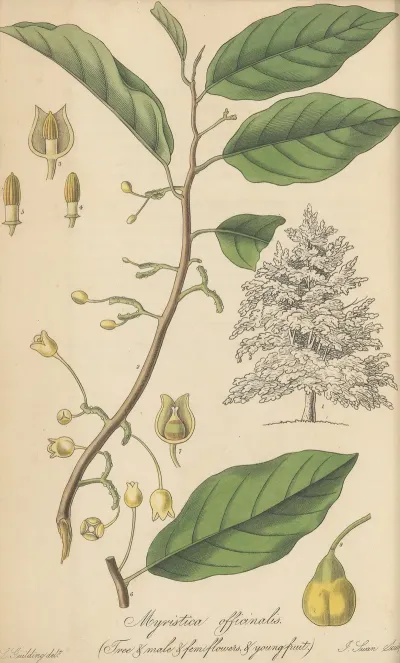 Myristica Officinalis