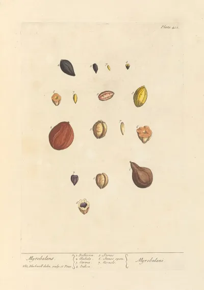 Myrobalans