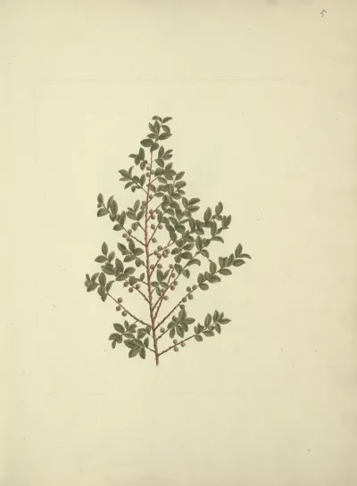 Myrsine Africana L African Myrsine