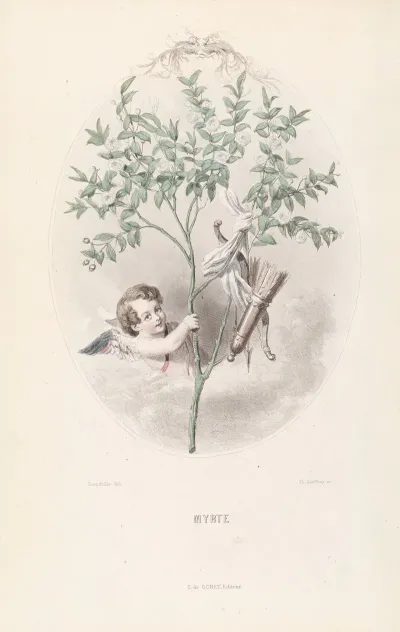 Myrte