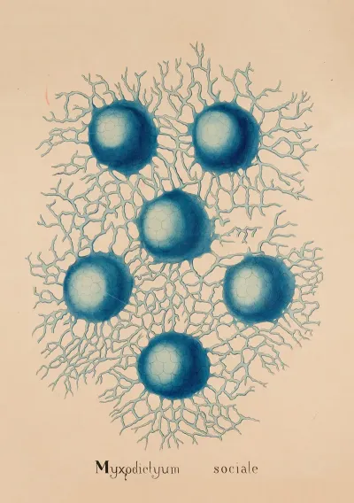 Myxodictyum Sociale