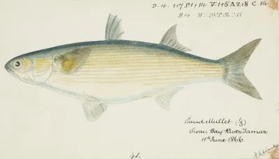 Myxus Elongatus Tas Sand Mullet