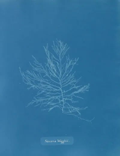 Naccaria Wigghii