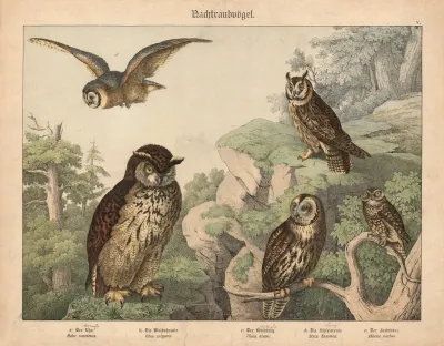 Nachtraubvogel A Der Uhu B Die Waldohreule C Der Waldkauz D Die Schleiereule E Der Steinkauz