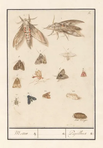 Nachtvlinders En Motten Motten Papillons