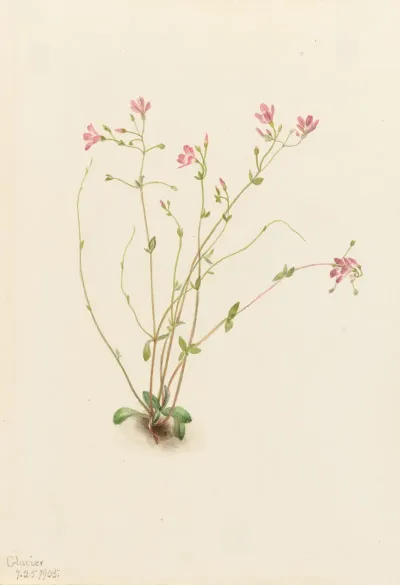 Naiad Spring Beauty Claytonia Parvifolia