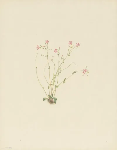 Naiad Springbeauty Claytonia Parvifolia 2