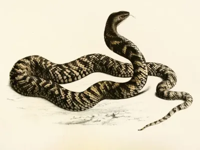 Naja Haemachates