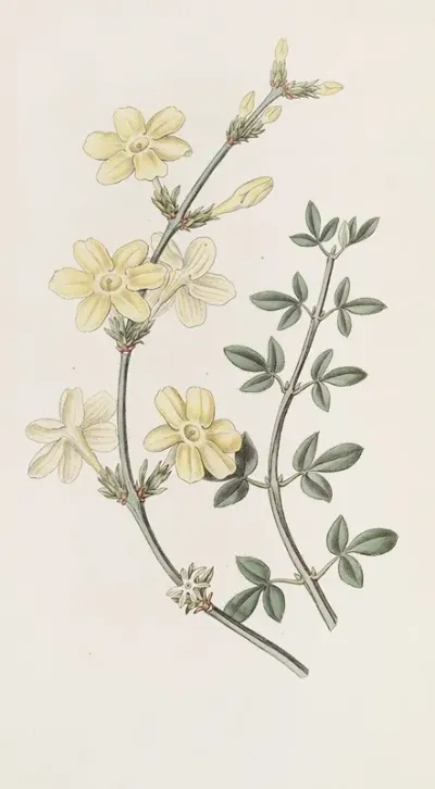 Naked Flowered Jasmine