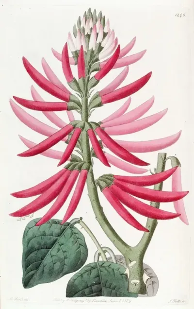 Naked Flowering Erythrina
