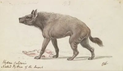 Naked Hyaena Of The Deserts Of Nubia