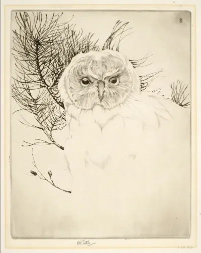 Nantucket Owl