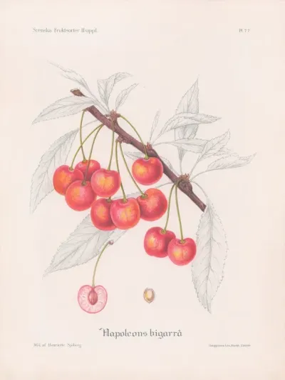 Napoleons Bigarra