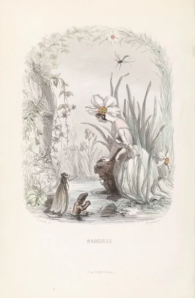 Narcisse 4