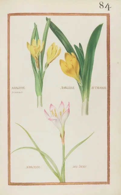 Narcisse Printanier Narcisse Autaumnal Narcisse Des Indes