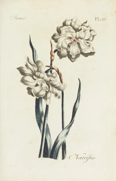 Narcissus 11