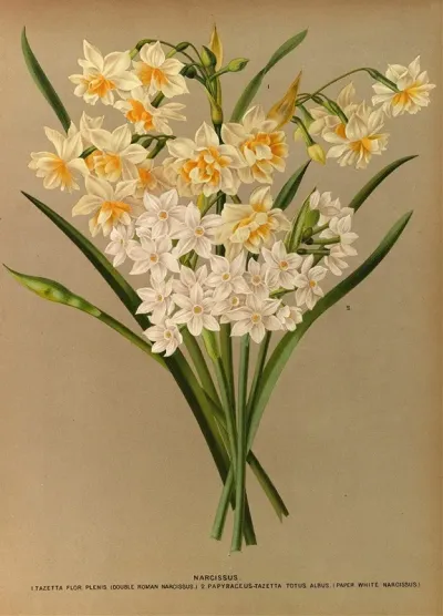 Narcissus 2