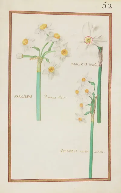 Narcissus Simplex Narcissus Pisanus Maior Narcissus Narbonensis