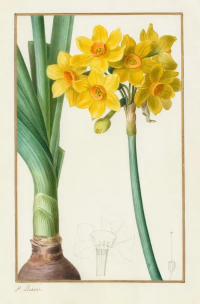 Narcissus Tazetta