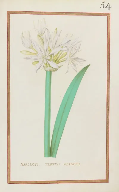 Narcissus Tertius Mathioli