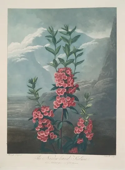 Narrow Leaved Kalmia