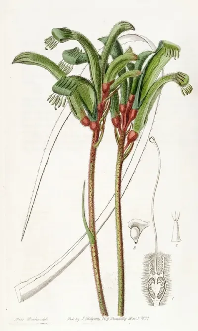 Narrow Leaved Manglesian Anigozanthus