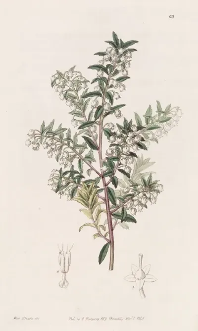 Narrow Leaved Pernettya