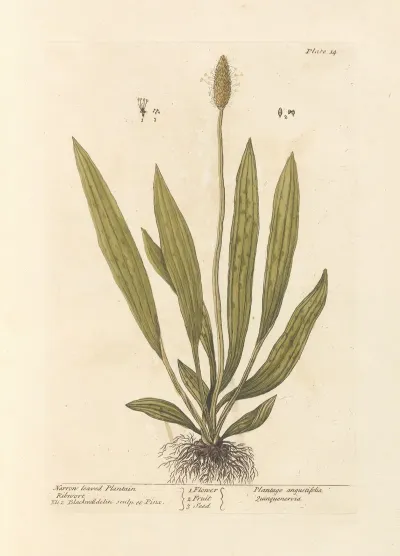 Narrow Leaved Plantain