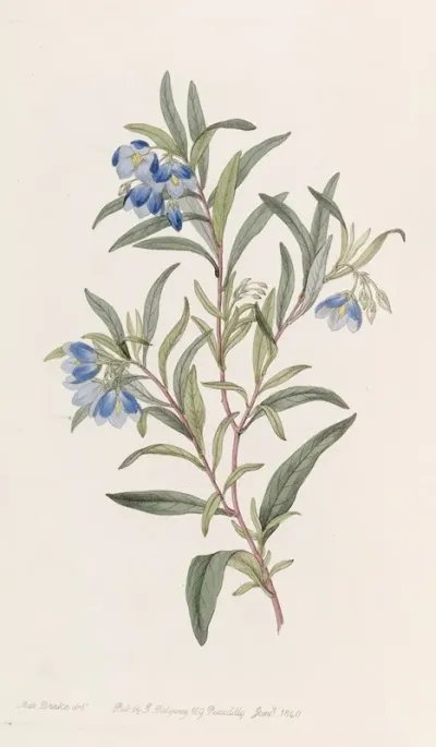 Narrow Leaved Sollya
