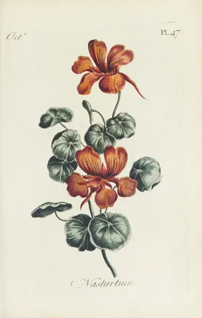 Nasturtium