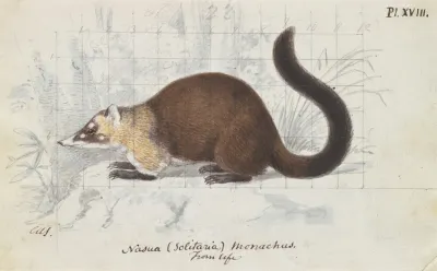 Nasua Solitaria Monachus From Life