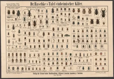 Native Beetles