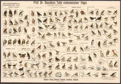 Native Birds