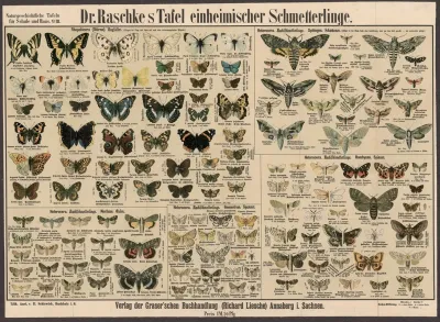 Native Butterflies