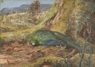 Native Parrot In A Moss And Bush Setting