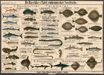 Native Sea Fish