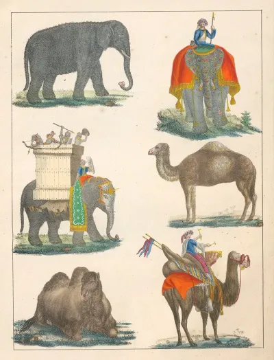 Natural History Galerya Obrazowa Zwierzat Czyli Historya Naturalna Pl 01