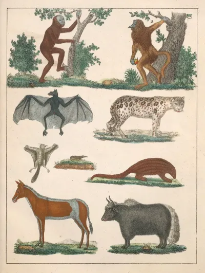 Natural History Galerya Obrazowa Zwierzat Czyli Historya Naturalna Pl 02