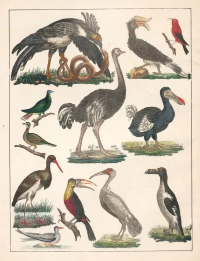 Natural History Galerya Obrazowa Zwierzat Czyli Historya Naturalna Pl 03
