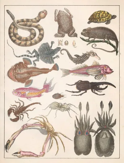 Natural History Galerya Obrazowa Zwierzat Czyli Historya Naturalna Pl 04